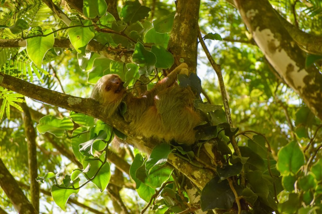 Sloth at Rest